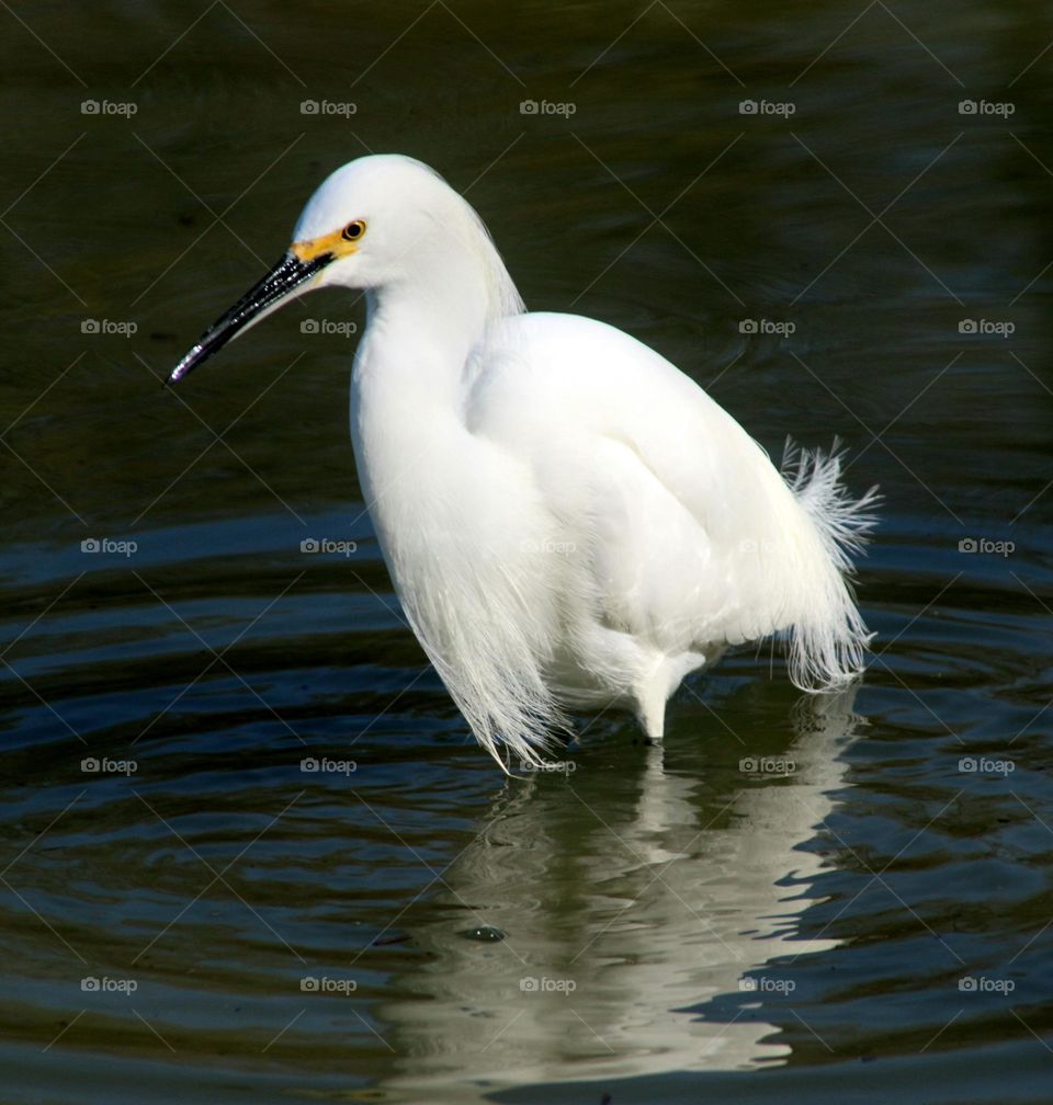 Snowy Egret in the Water