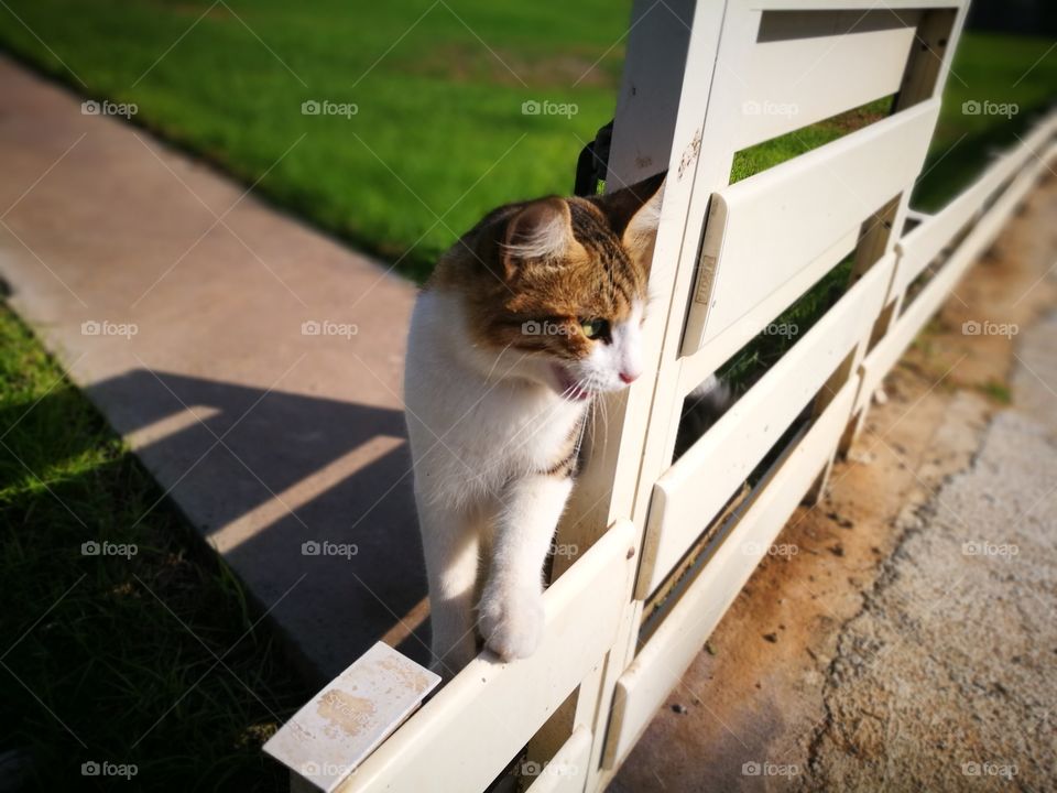 Cat standing on the fence.