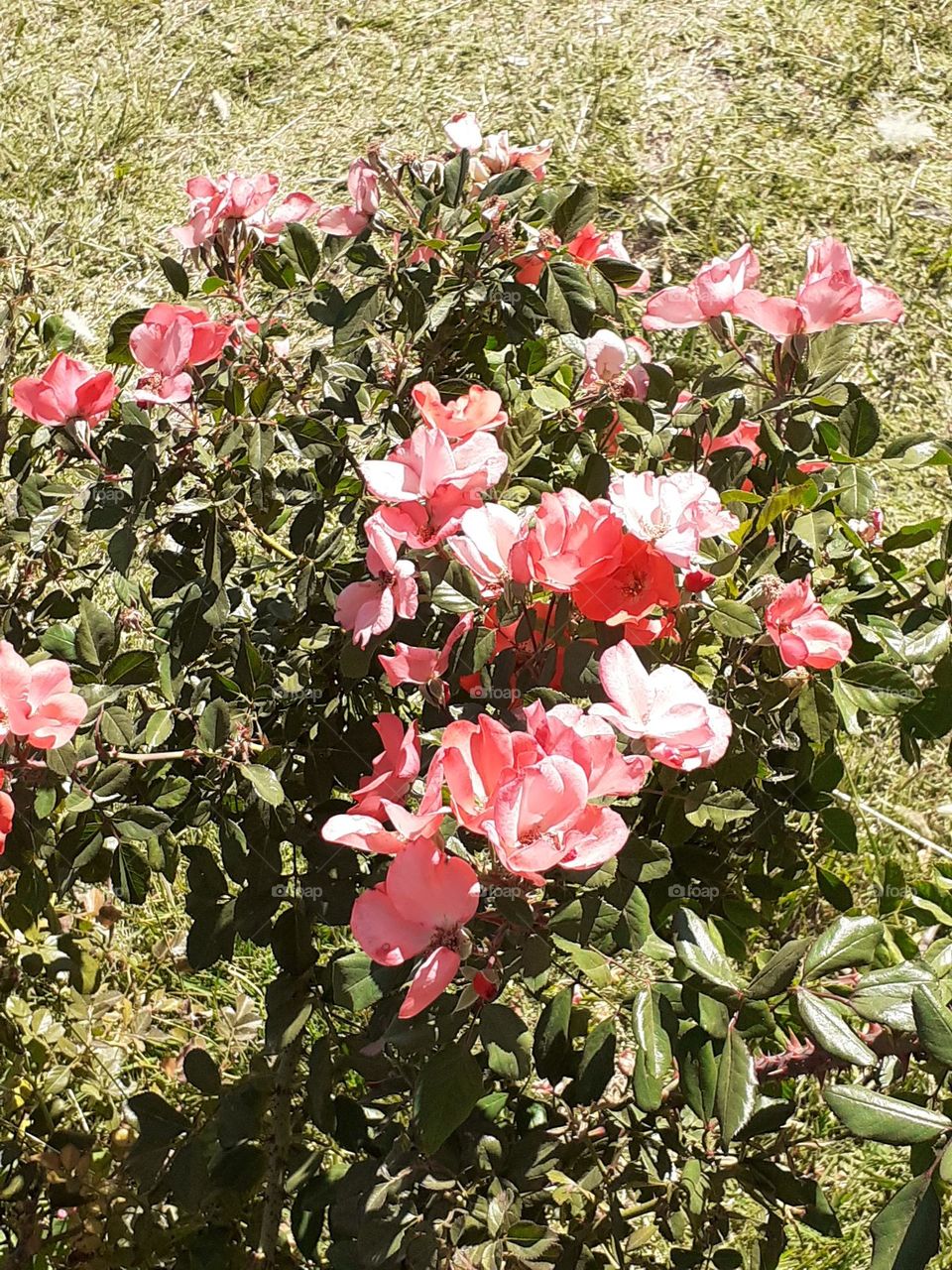 jardín soleado