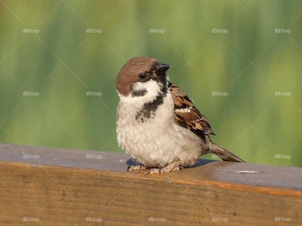Sparrow
