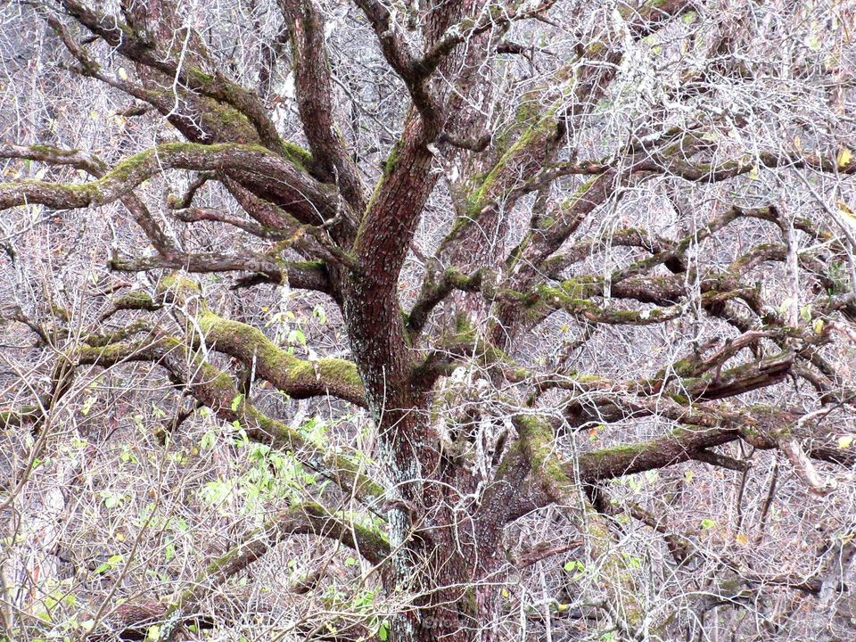 tree with very few leaves, trunk and branches