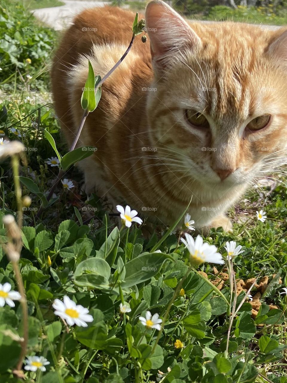 An orange cat enjoying the springtime sun in a field of wildflowers.