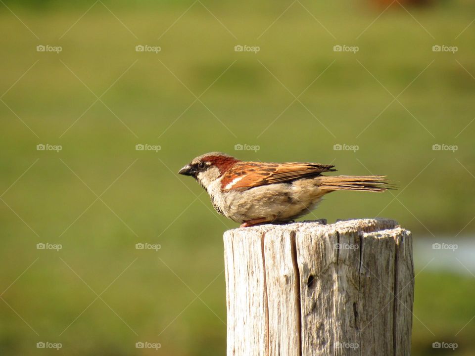 Sparrow