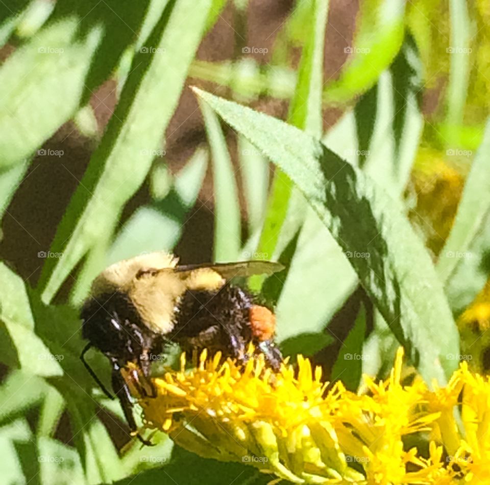 Bumble bee gathering nectar 