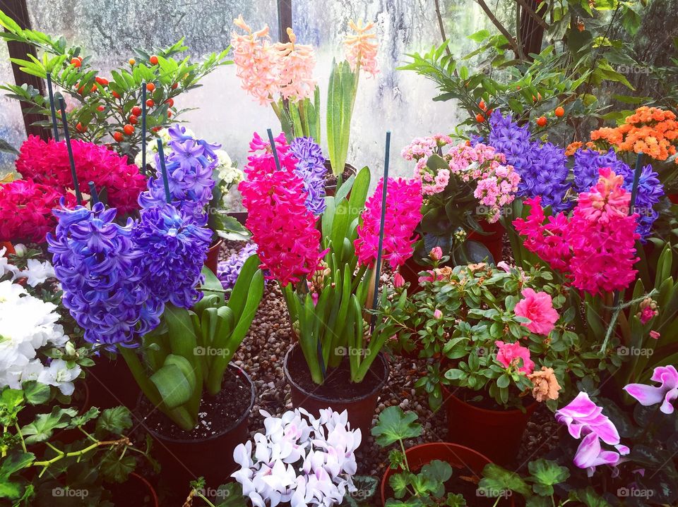 Spring flowers indoors