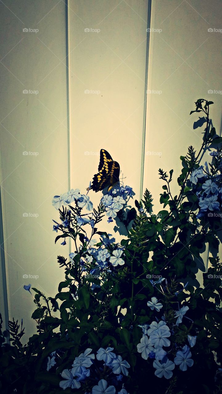 beautiful . butterfly in my back yard