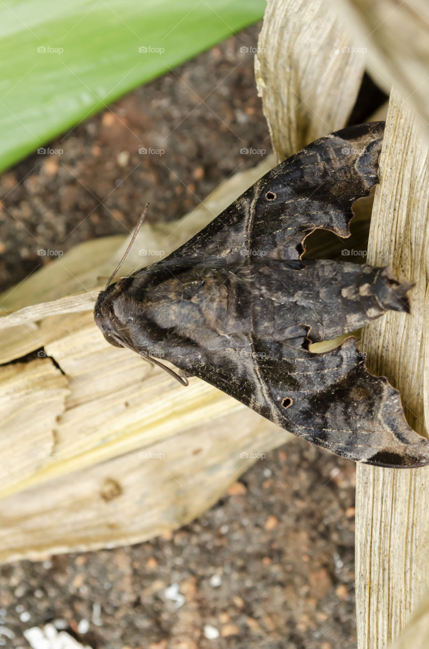 Moth On Dried Corn Leaves