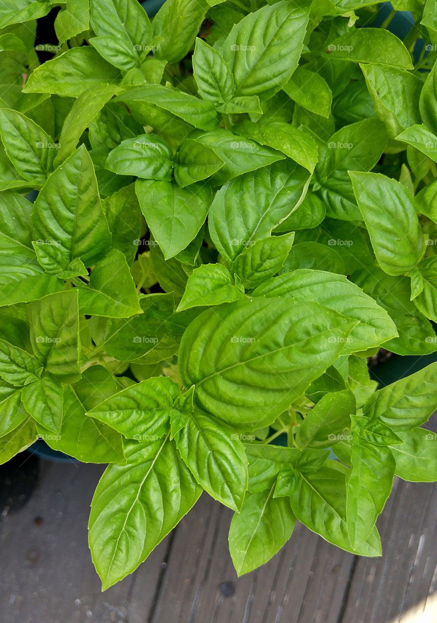 basil leaves