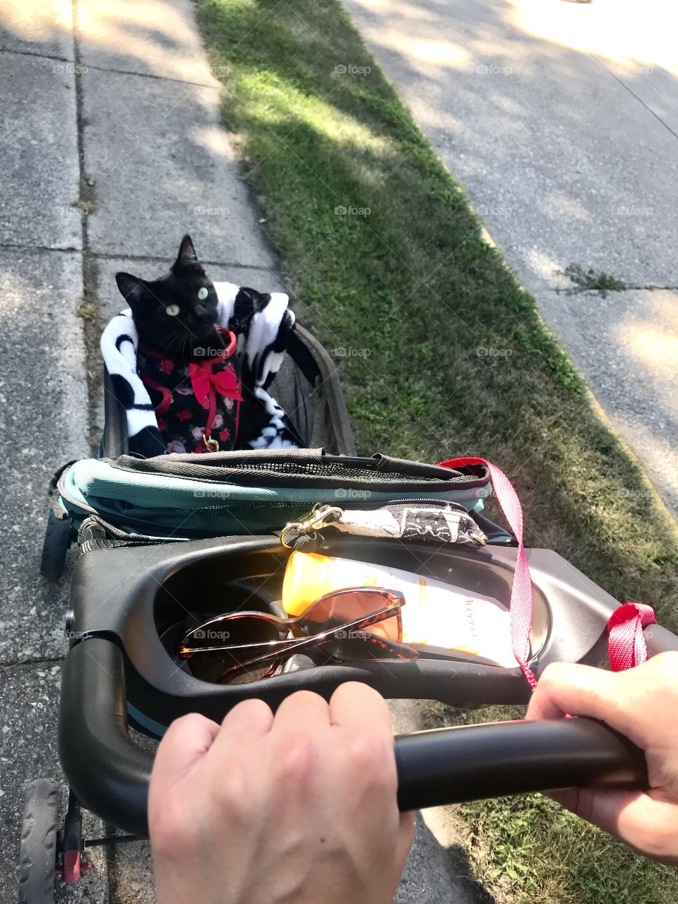 Darling black kitty cat enjoying her morning stroller ride, something she gets to do most days! 