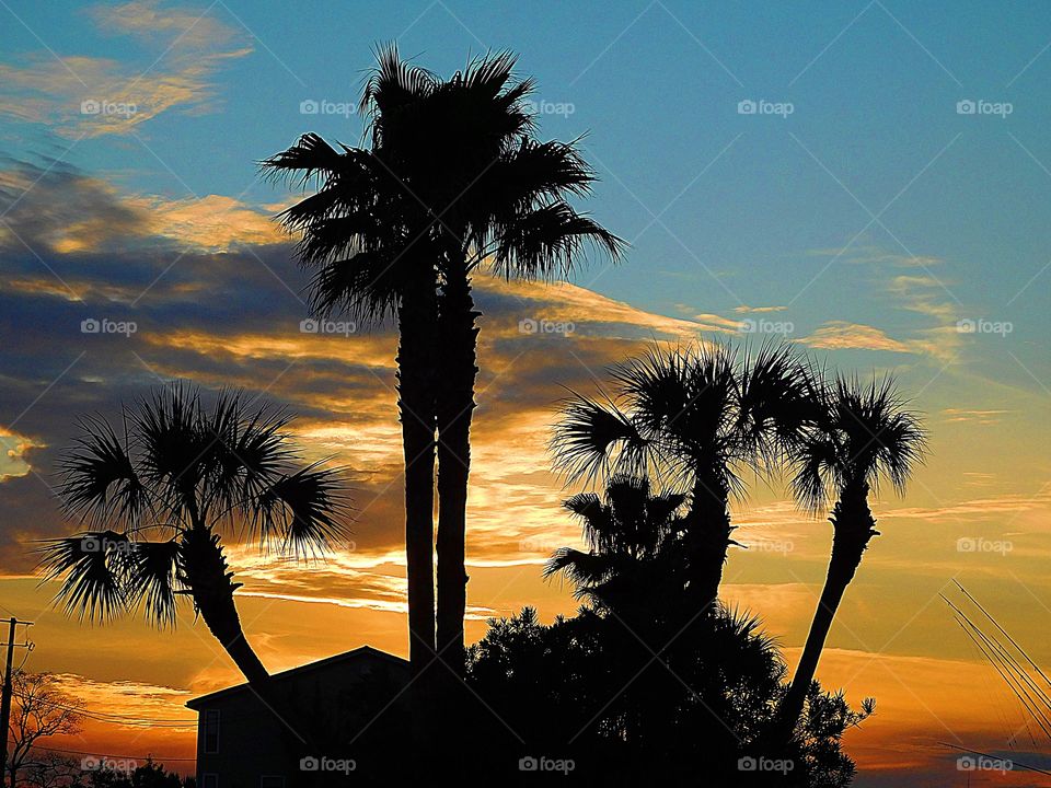 Tall palm tree Silhouettes back lit by dramatic sky of colorful clouds drifting by the descending sunset