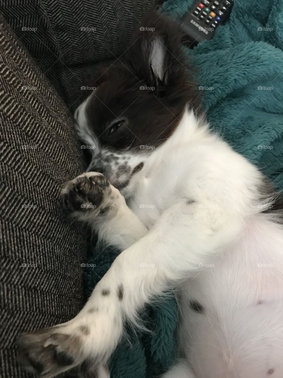 Sleepy Chihuahua Says No More Pictures Mom!