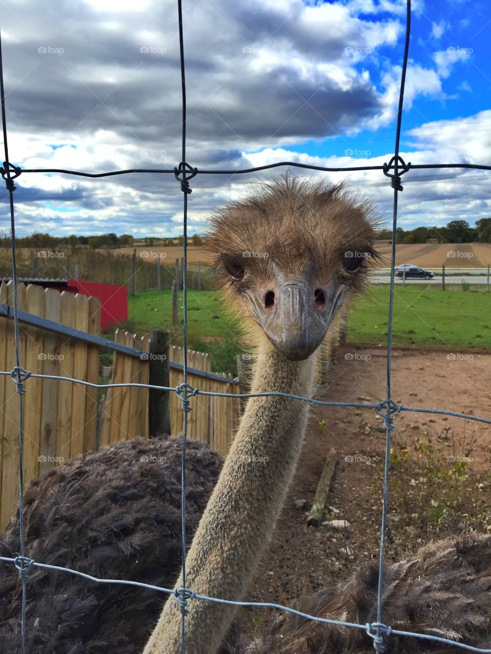 His neck of the woods. Day at the farm with the mean ostrich 