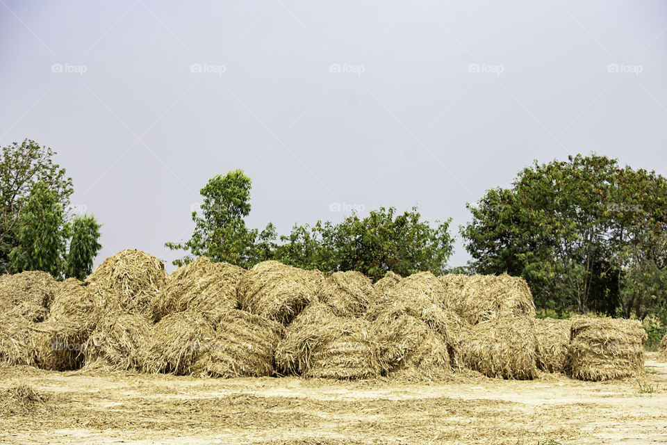 Many straw on the ground Background of sky and trees