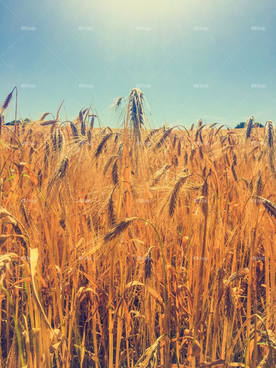 Wheat Field Food Industry 