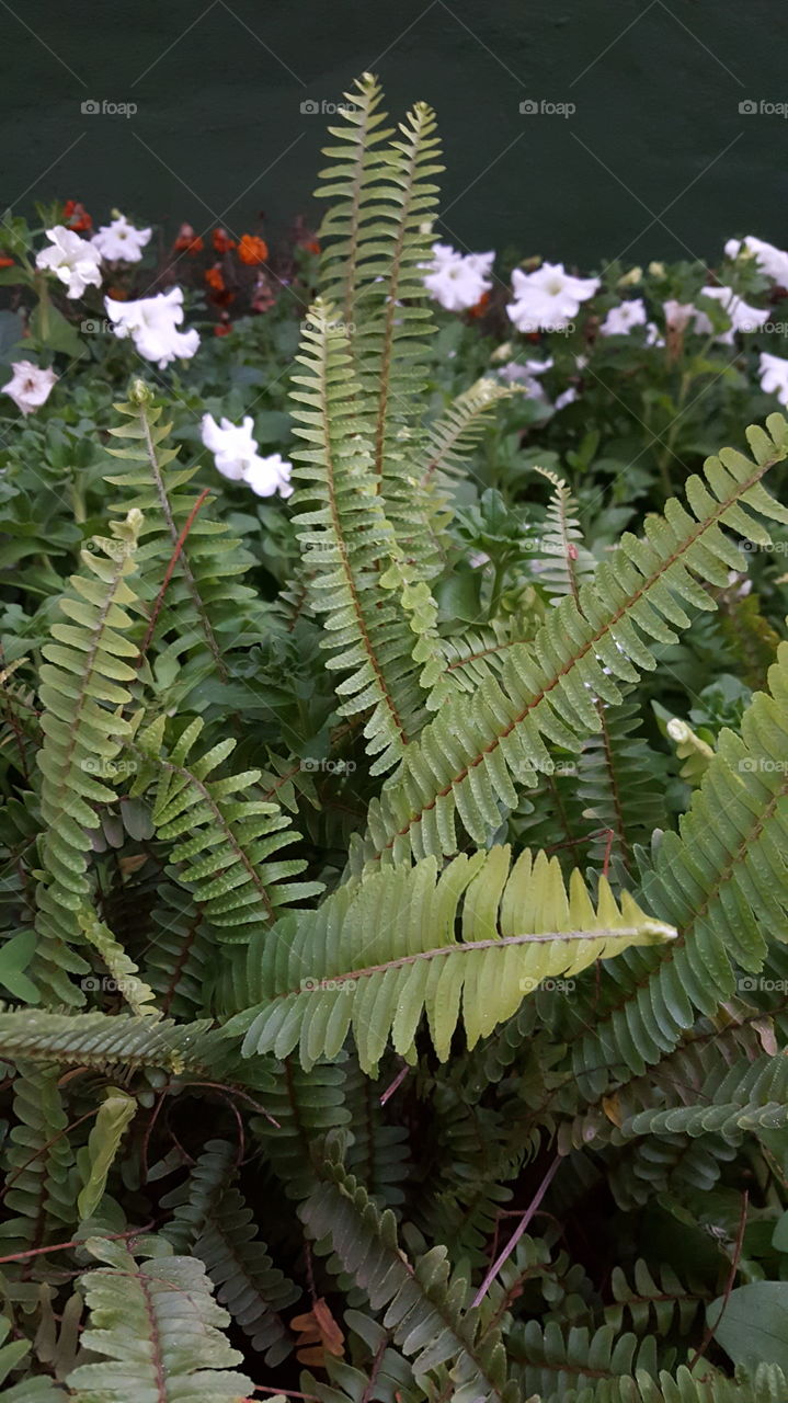 Ferns & Petals