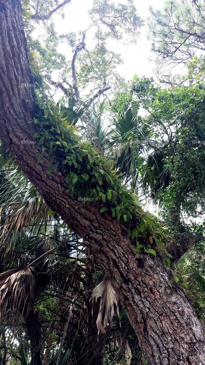 Fern Covered Trees