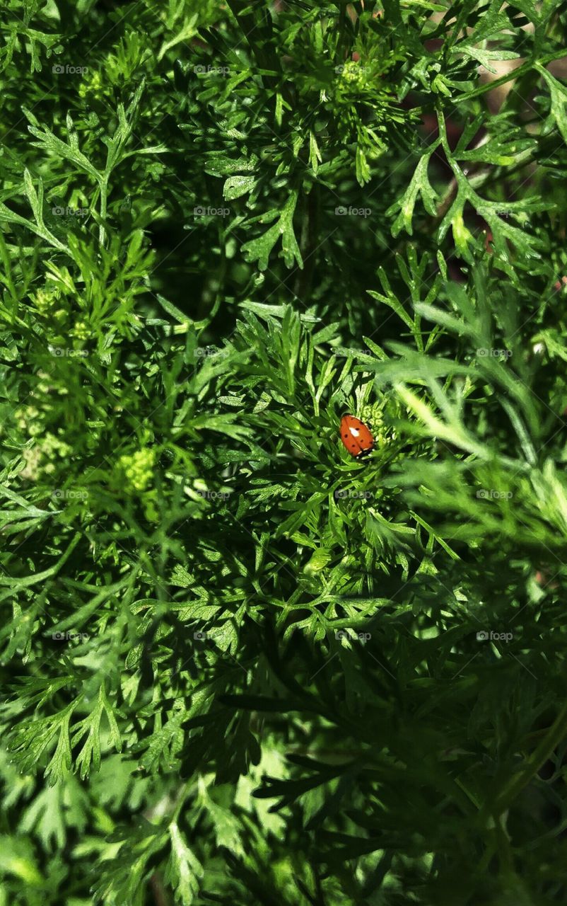 garden lady bug