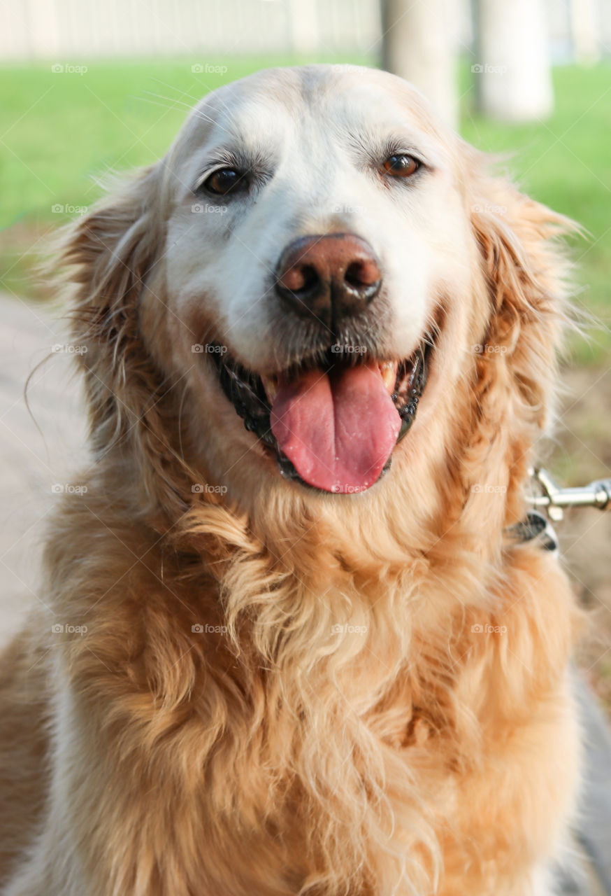 Smiling Golden Retriever