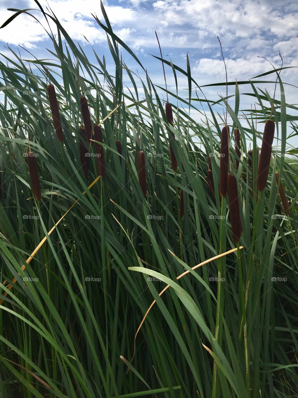 Cattails 