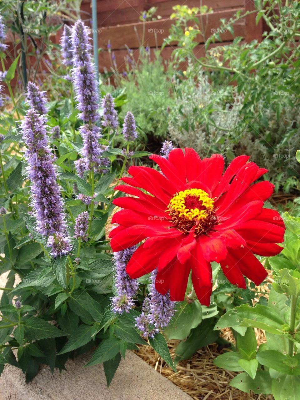 Red Zinnia 