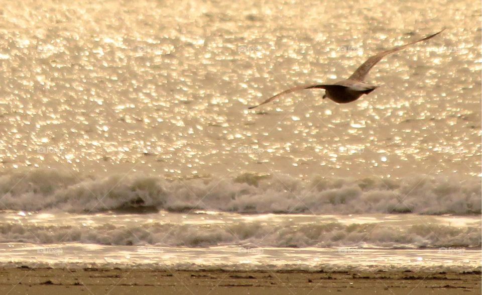 seagull in flight