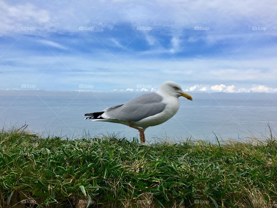 Seagull at the seaside, Devon, 2016. 