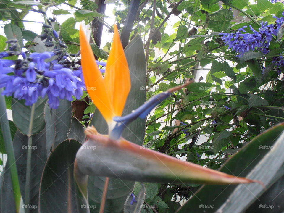 Bird Of Paradise Flower ...Strelitzia Regina