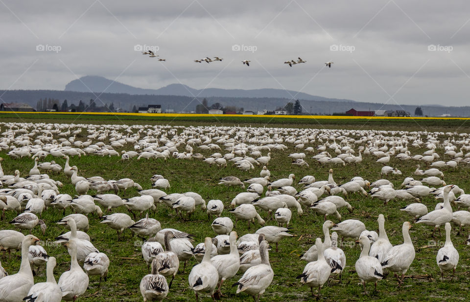 Snow geese in the skagit valley