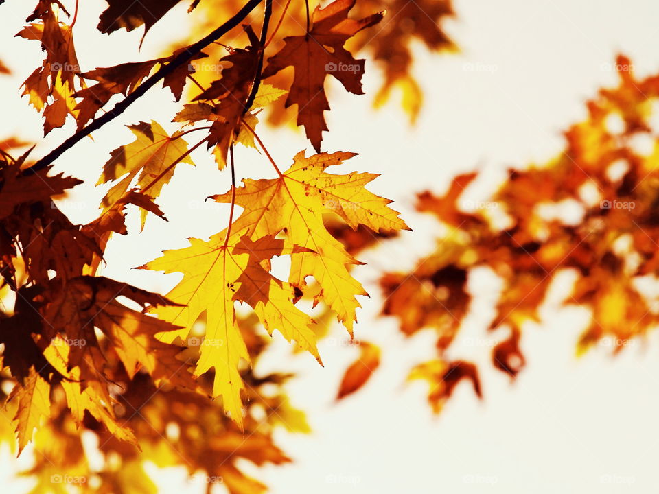 Yellow maple leaves. Yellow maple leaves