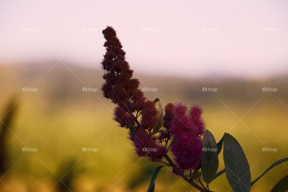 Flower swaying in the wind 