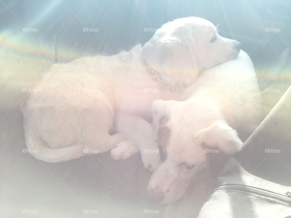 Captain America and Maggie Mae sleeping in the car together.