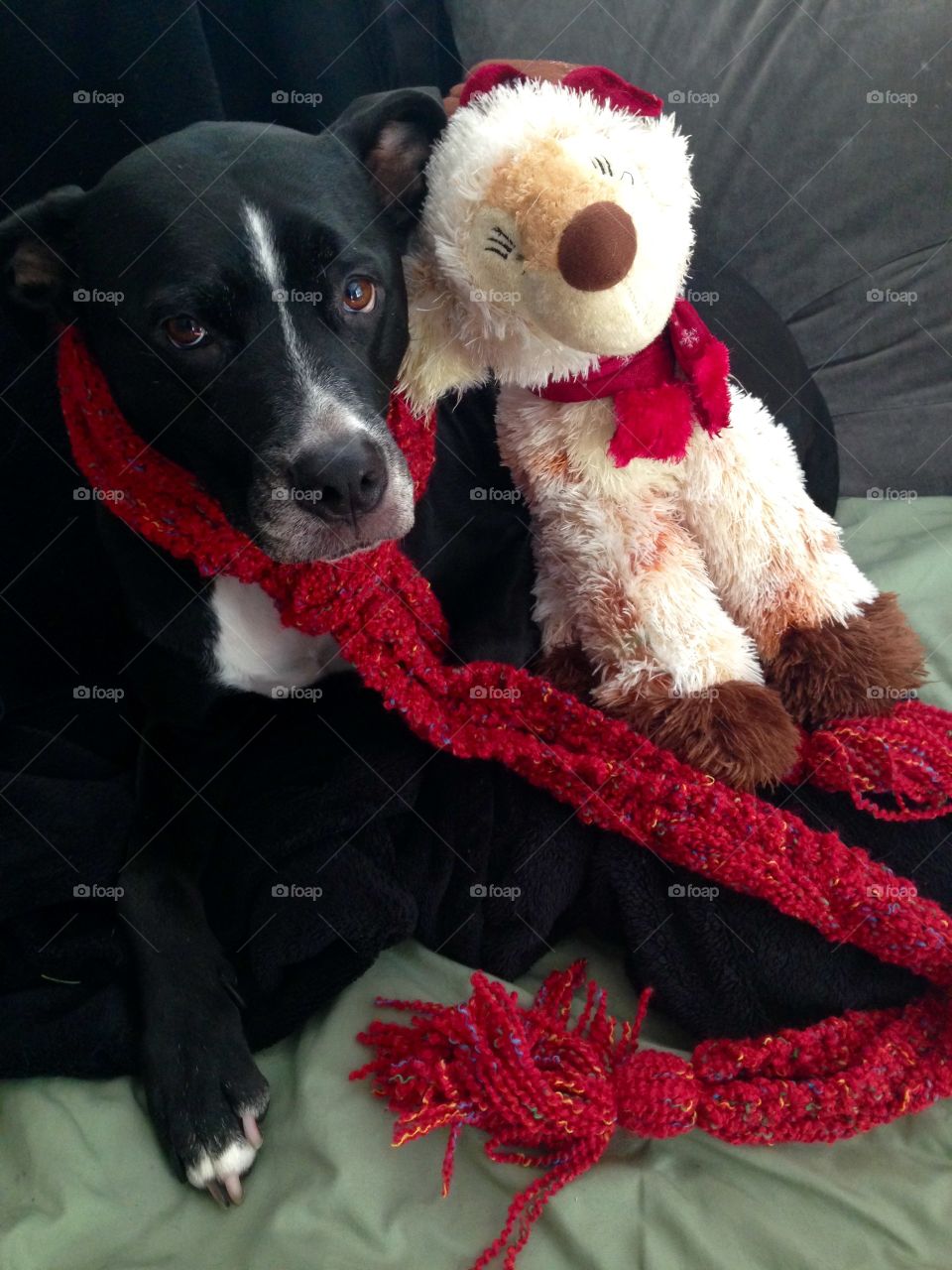 Happy Holidays . My moms dog, Luna, was cuddling with her reindeer when I decide to make a funny picture moment of it & added the scarf.
