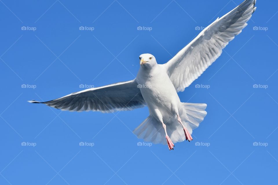 Flying Seagull