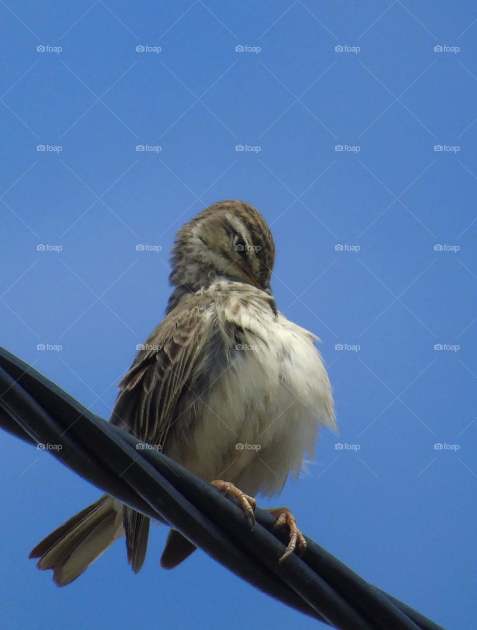 Australassian Pipit . Body part up and grooming to do. The bird's common in category and not difficult found at the habitat of lowland. We may get the moment of the bird as an individu, couple, or just small group on 3 at the lowland habitat.