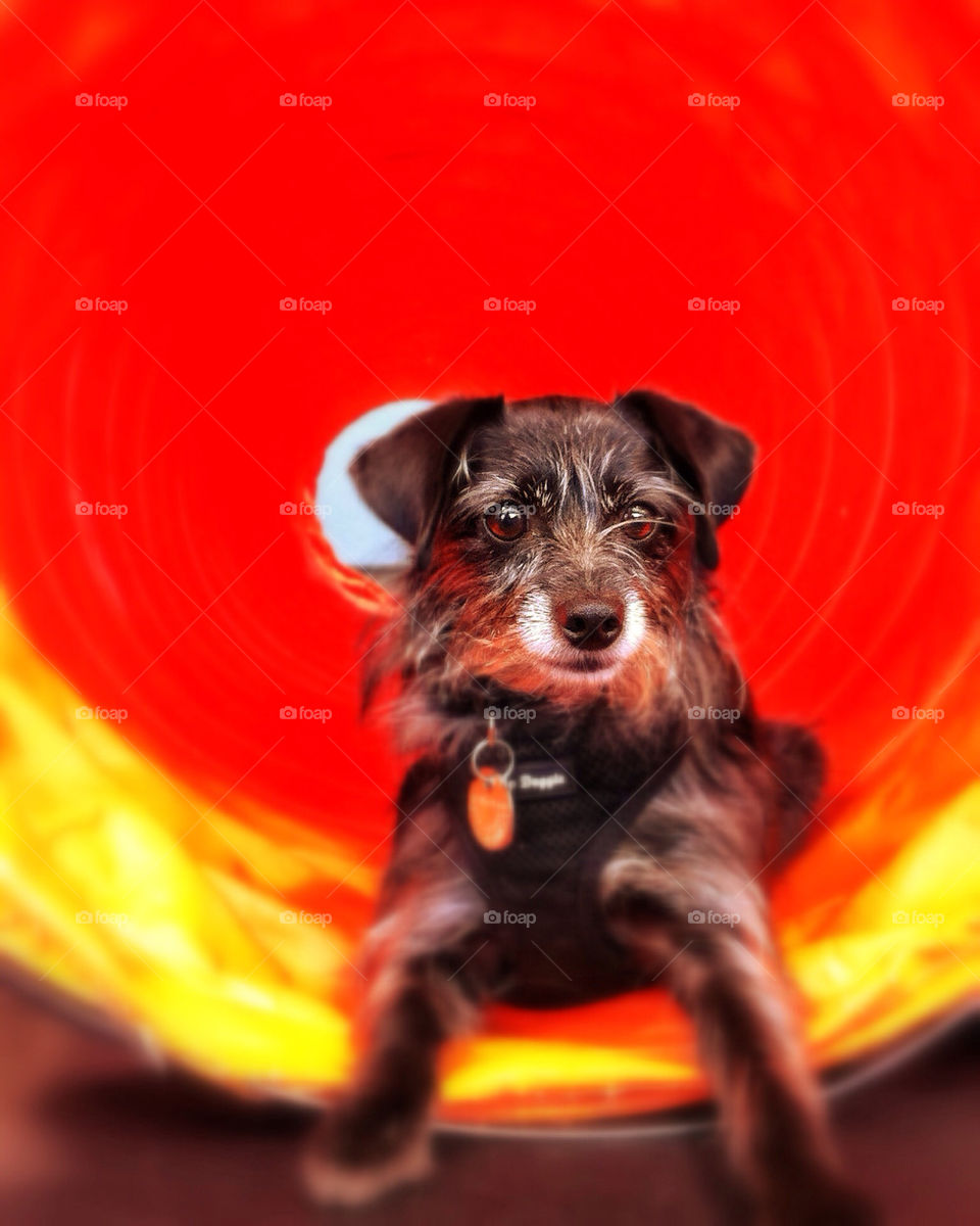 tunnel orange dog canine by infostyx