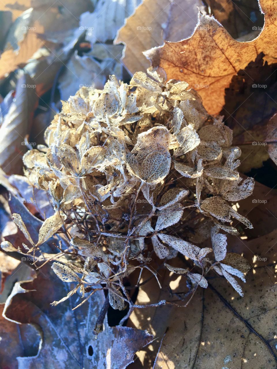 Fallen hydrangea 