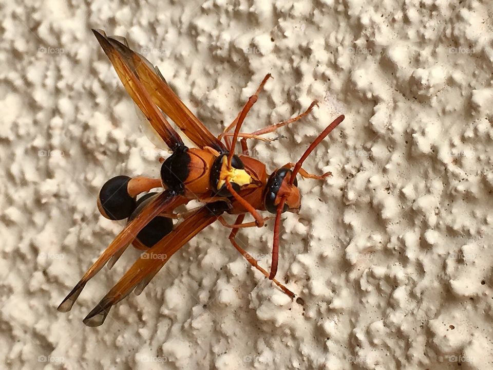 Two large dauber Mud Wasps mating