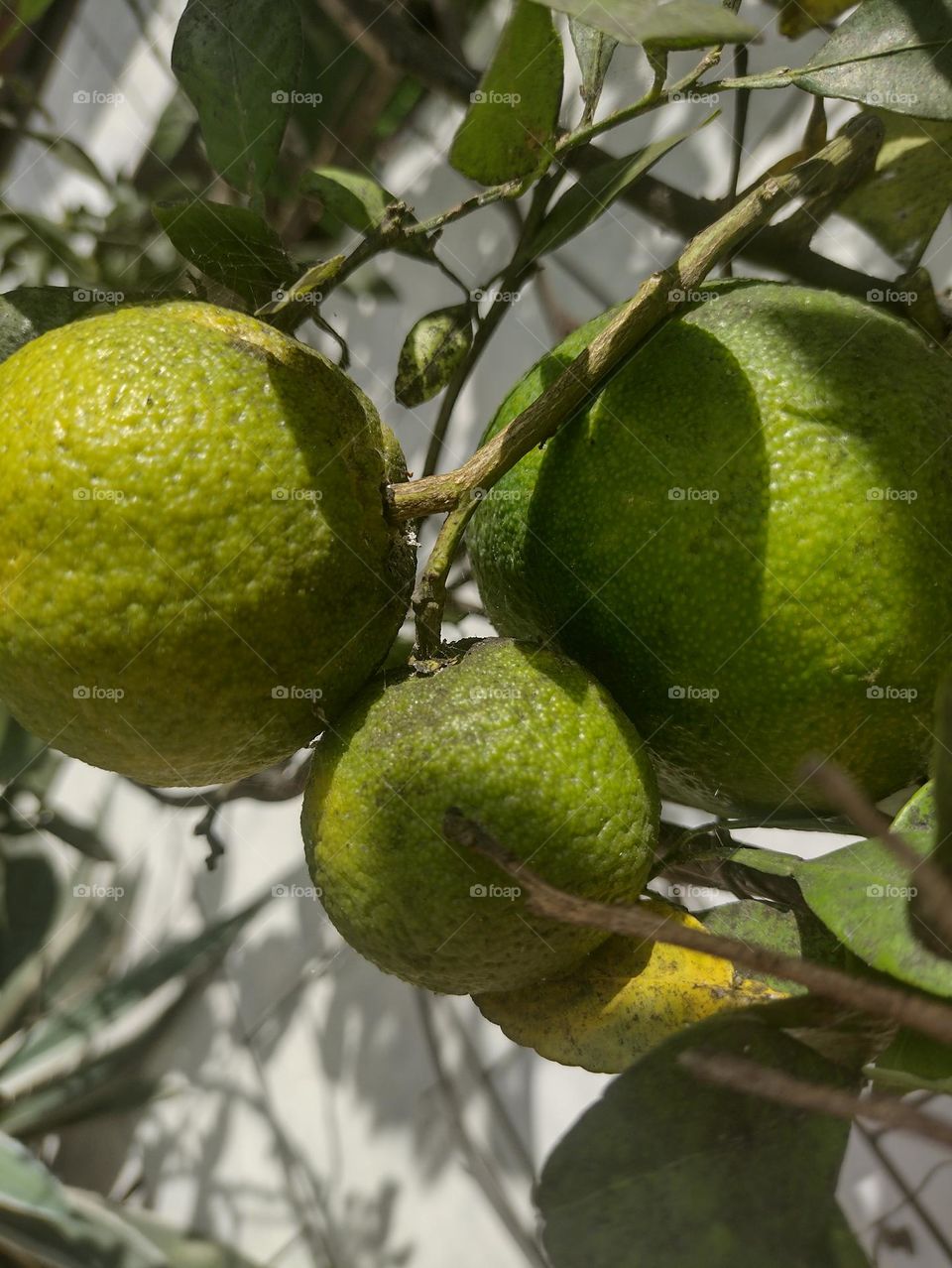 Tangerinas