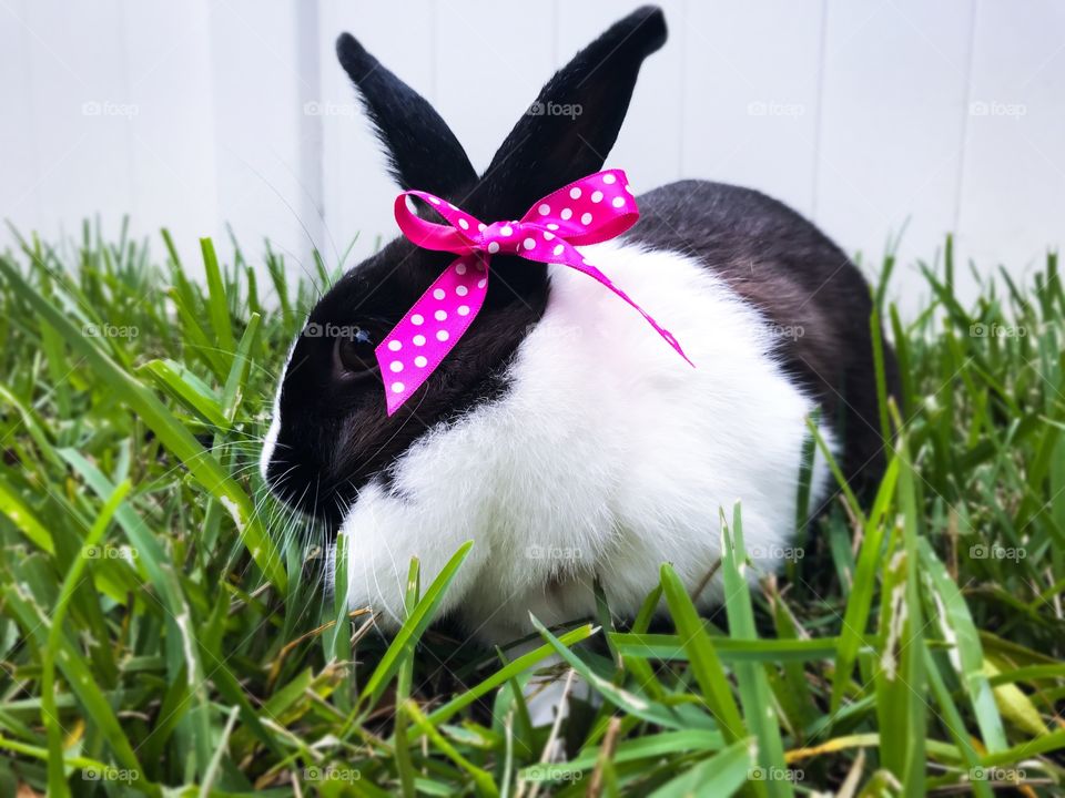 Cute little spring bunny 
