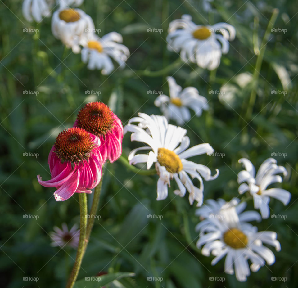 Daisies 