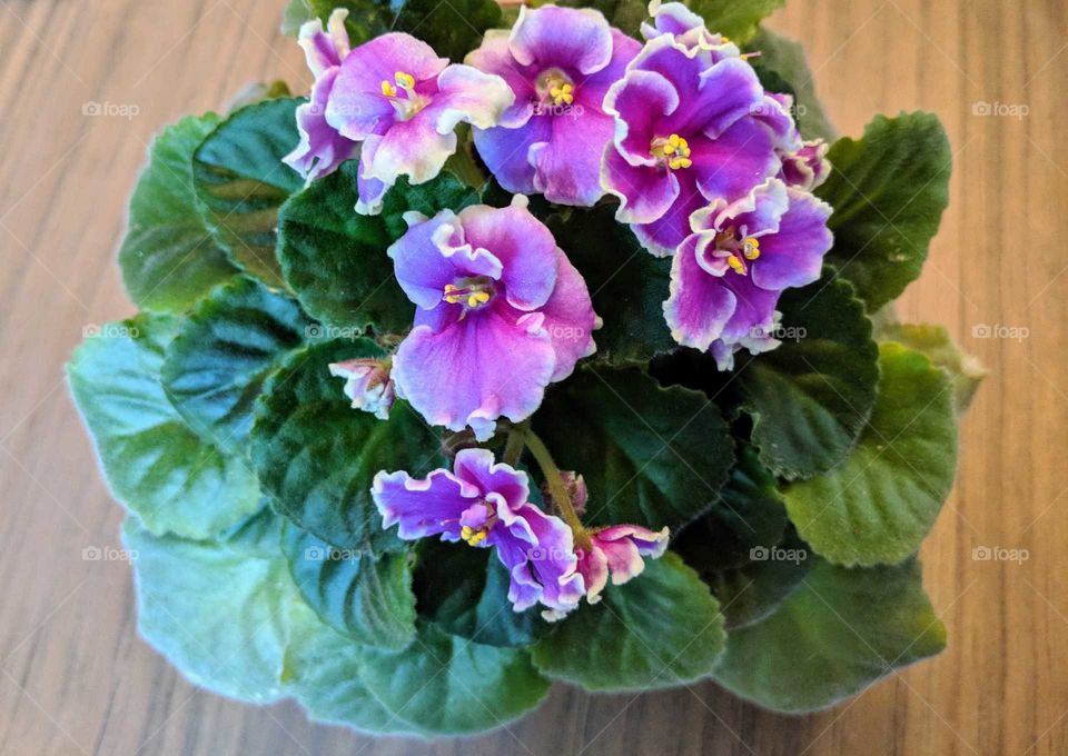 African Violet