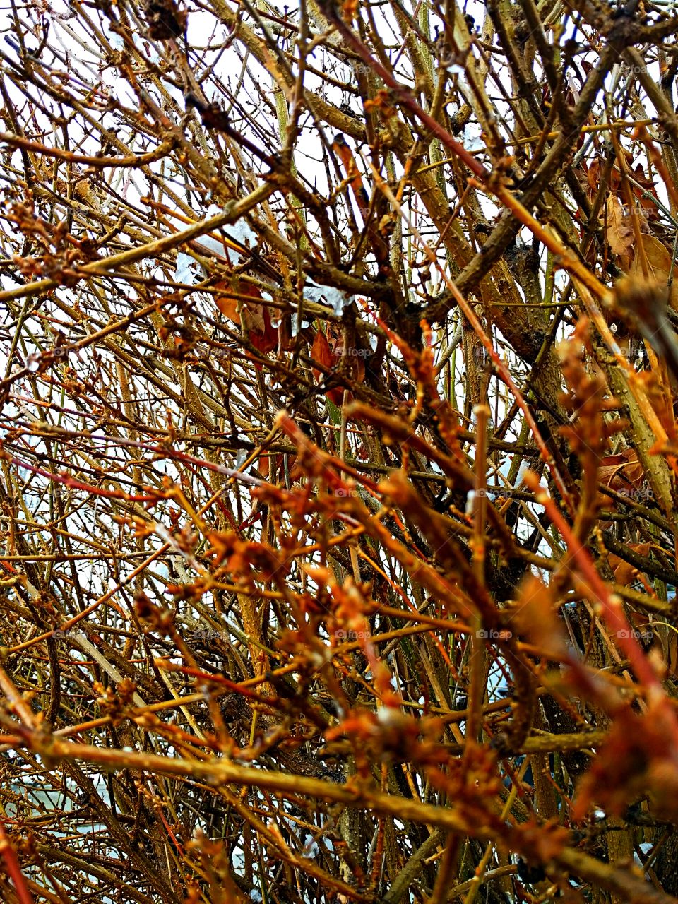 Hedge Bush in Winter