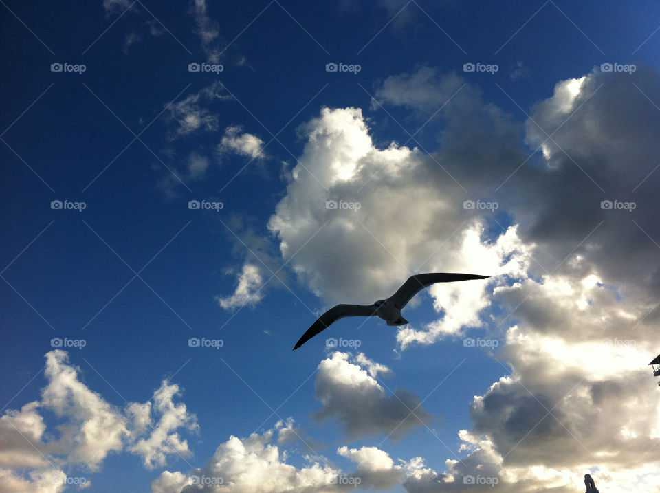 sky seagul by daflux