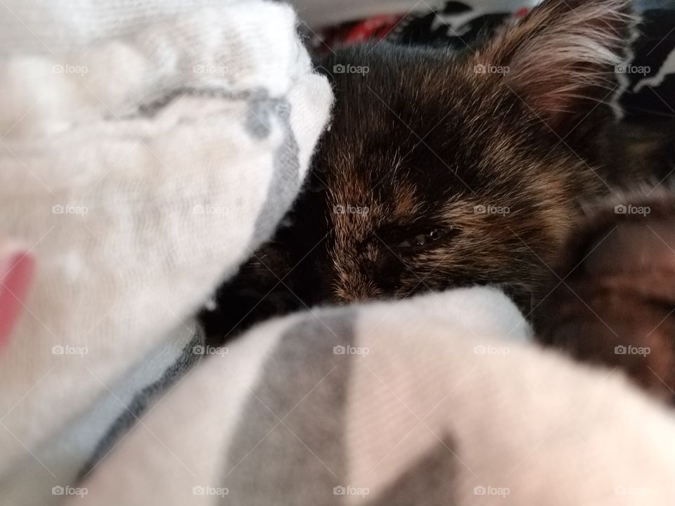 Little calico kitten