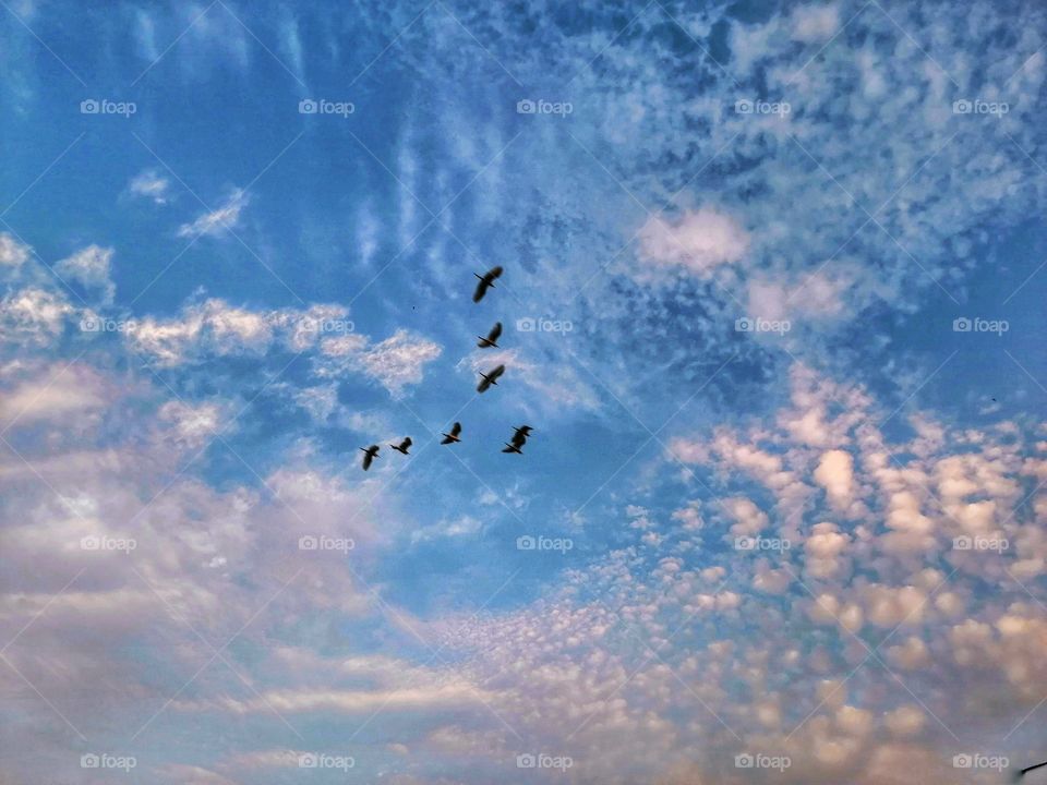 Beautiful Birds flying in sky.