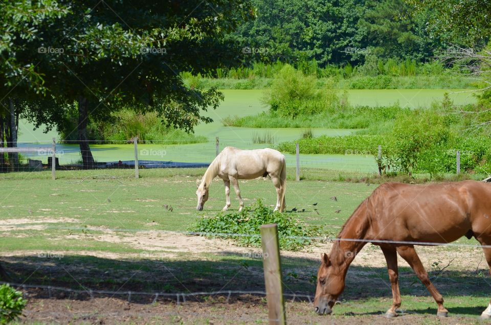 Two horses grazing by a pond