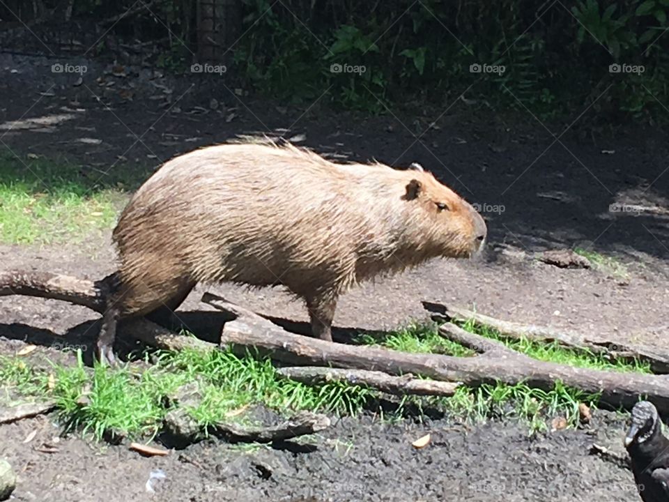 Capybara largest Rodent Brevard Zoo