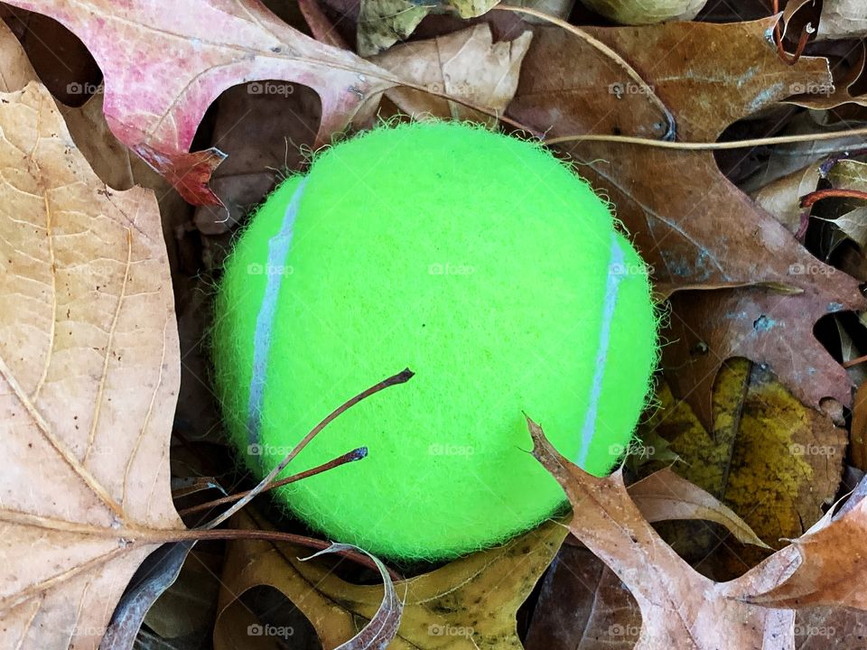 One tennis ball lying down on the autumn leaves.