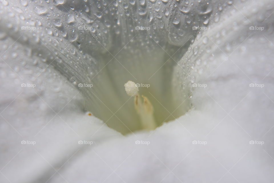 Close up white flower center