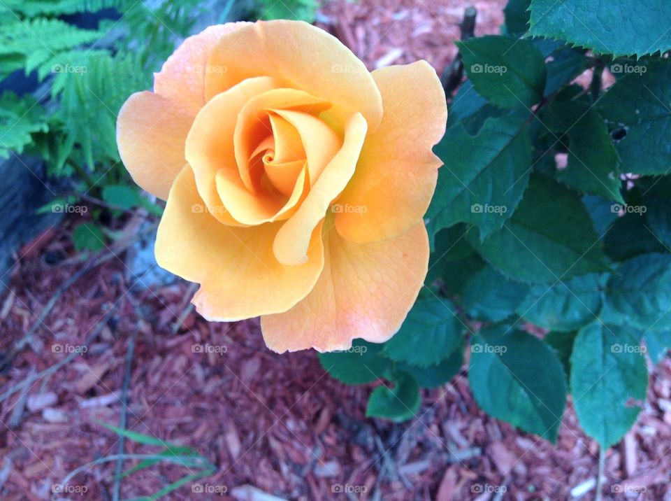 Yellow rose